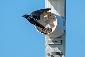 Purple Martin